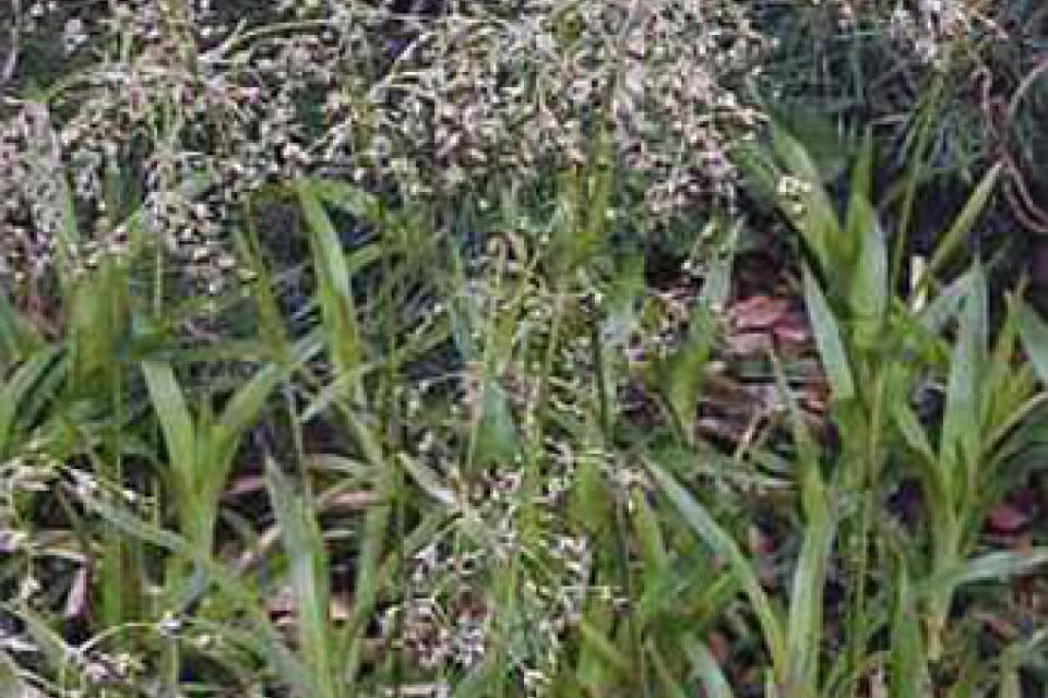 Luzula sylvatica