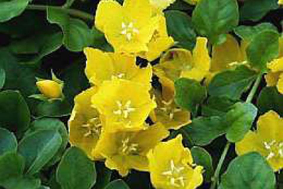 Lysimachia