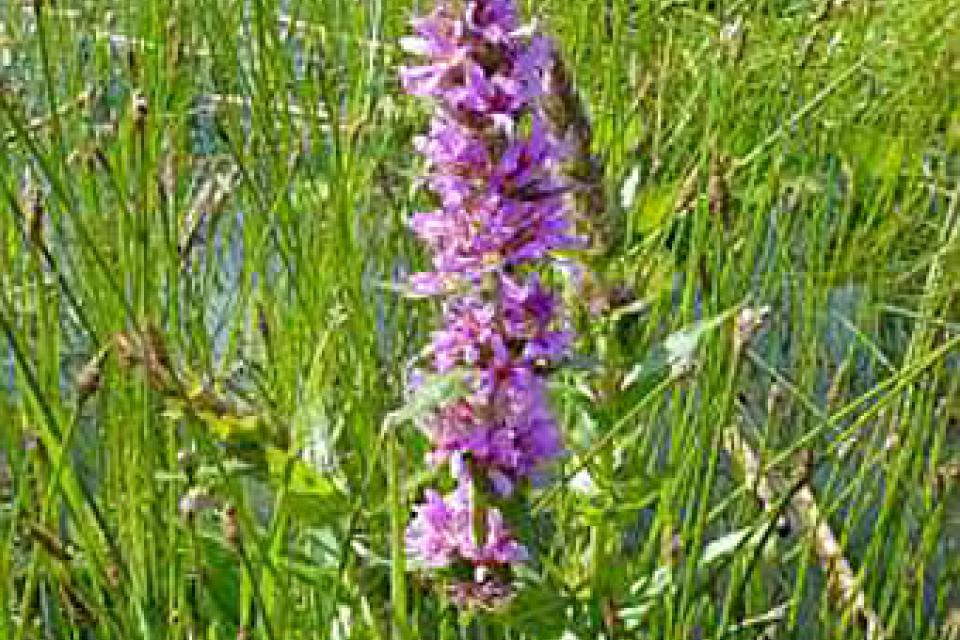 Lythrum salicaria