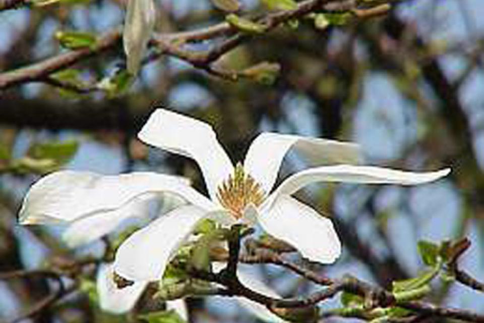 Magnolia kobus