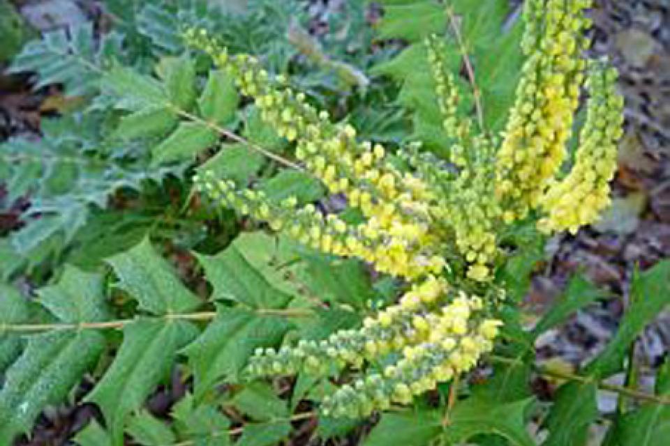 Mahonia media 'Winter Sun'