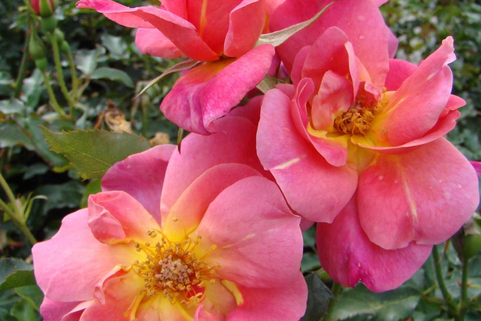 Rosa 'Maisha' 