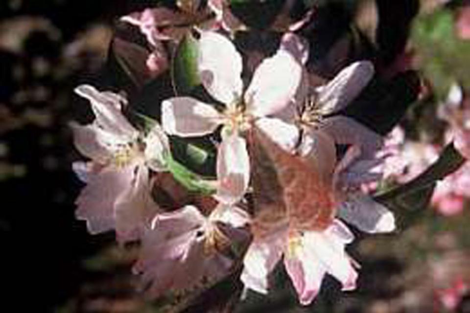 Malus 'Red Obelisk'