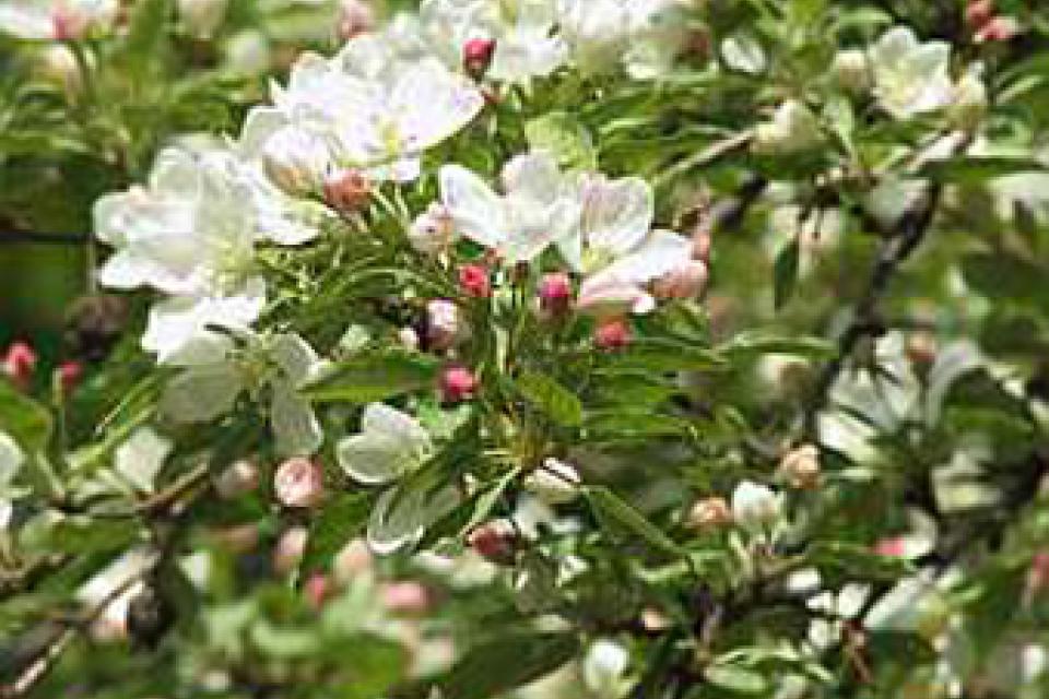 Malus baccata 'Street Parade'