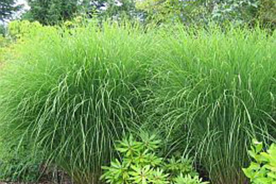 Miscanthus sinensis