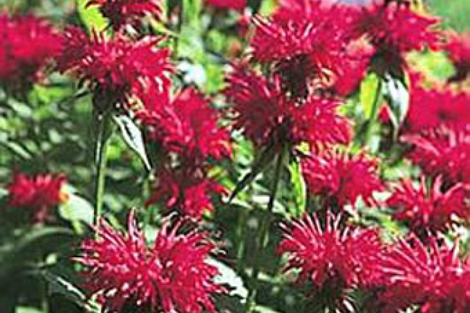 Monarda 'Gardenview Scarlet'