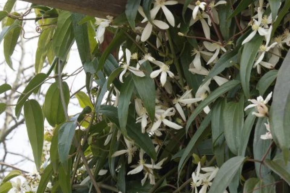 Clematis armandii - Clematis 