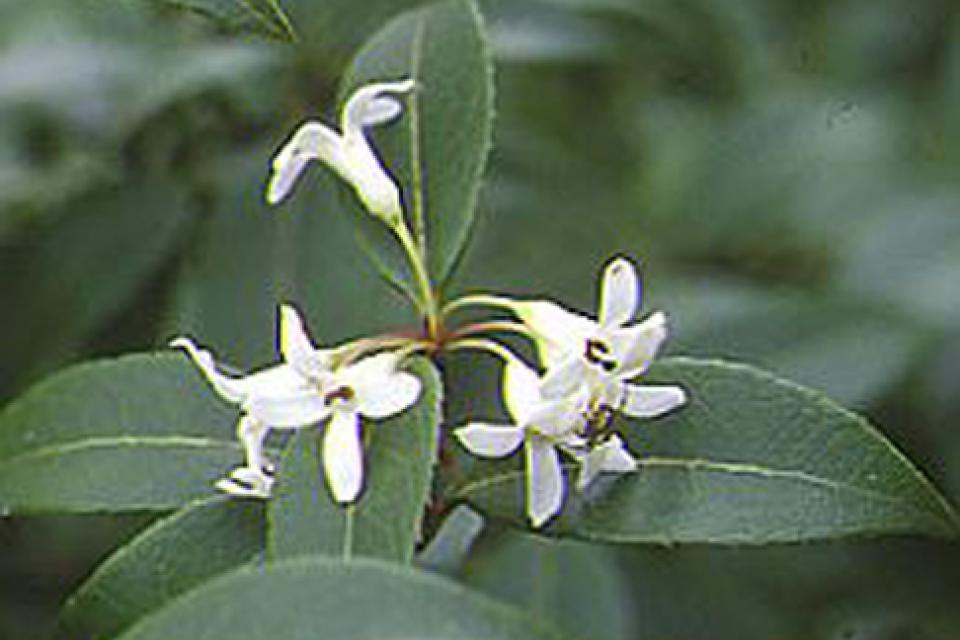 Osmanthus burkwoodii