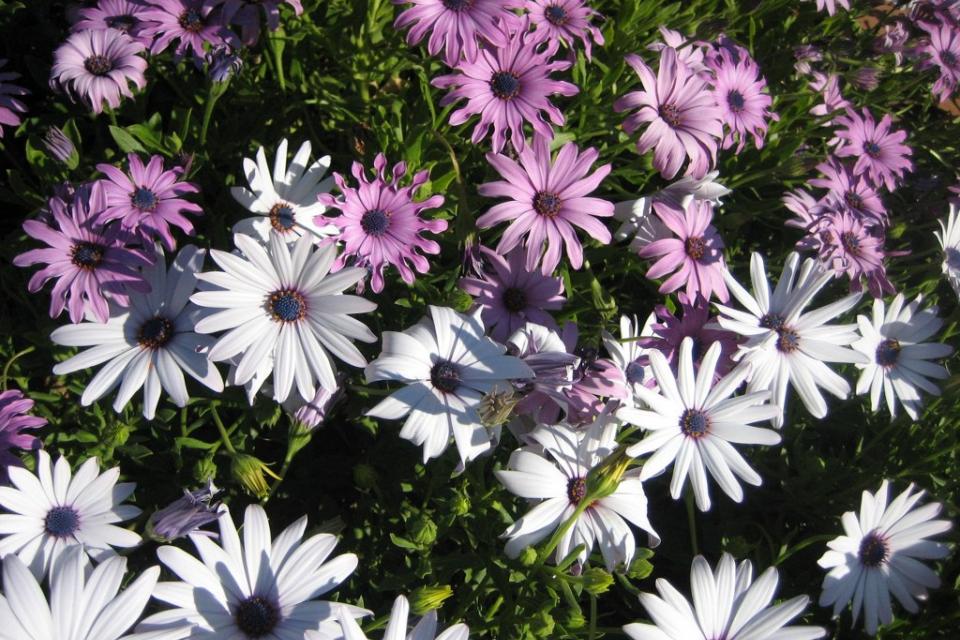 Osteospermum 