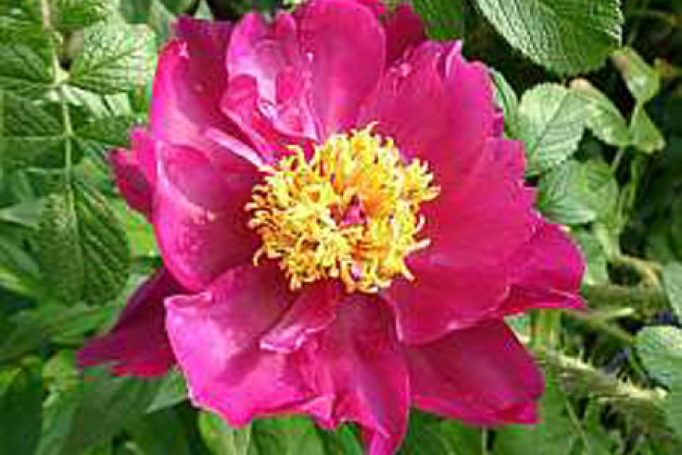 Paeonia lactiflora