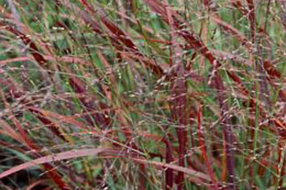 Panicum virgatum