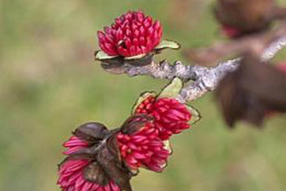 Parrotia persica