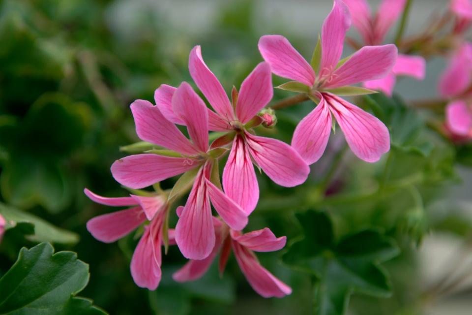 Pelargonium - Geranium