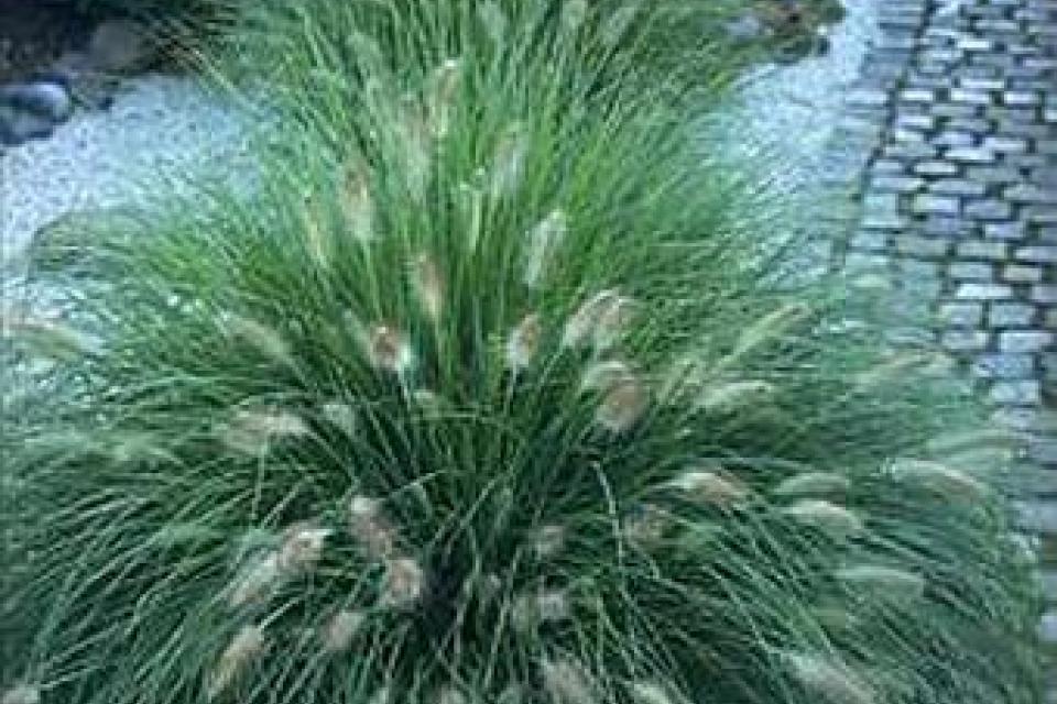 Pennisetum alopecuroides