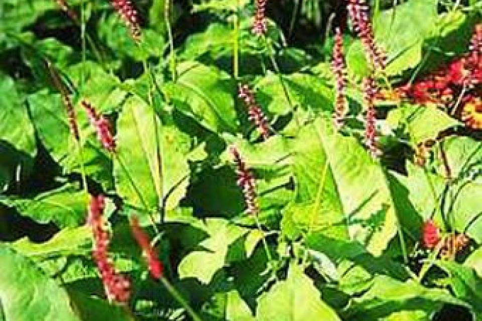 Persicaria amplexicaulis