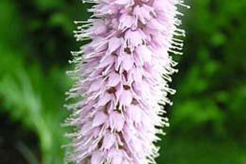 Persicaria bistorta