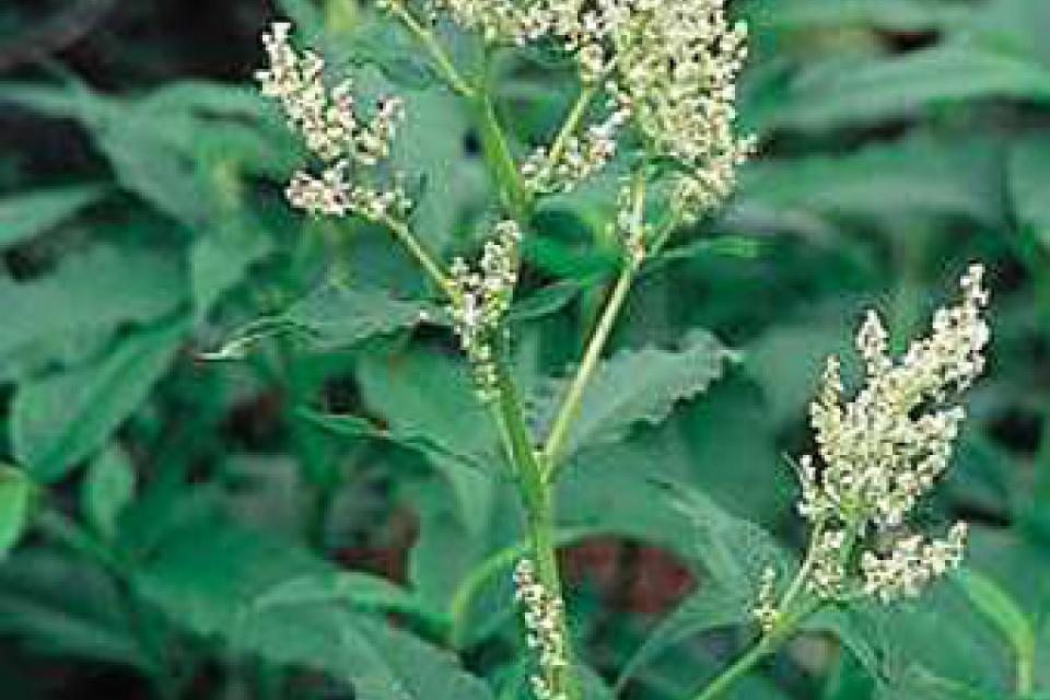 Persicaria polymorpha