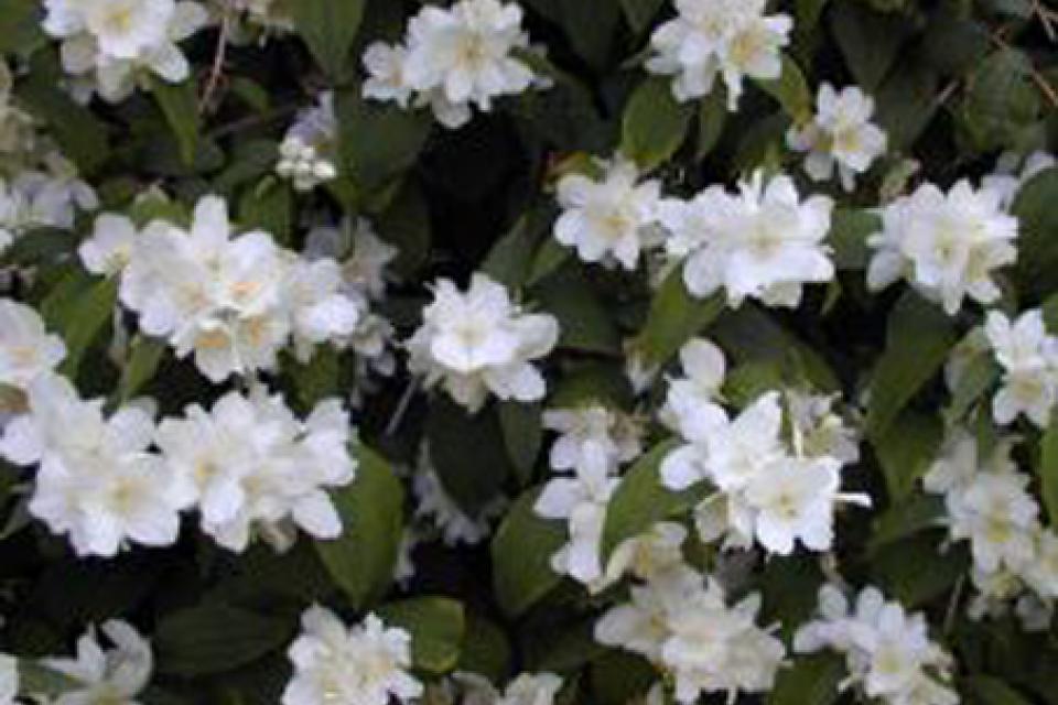 Philadelphus 'Virginal'