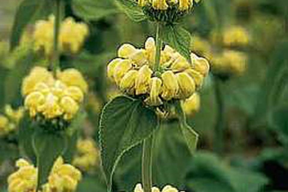 Phlomis russeliana