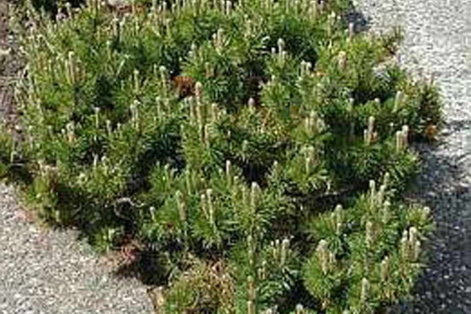 Pinus mugo var. pumilio