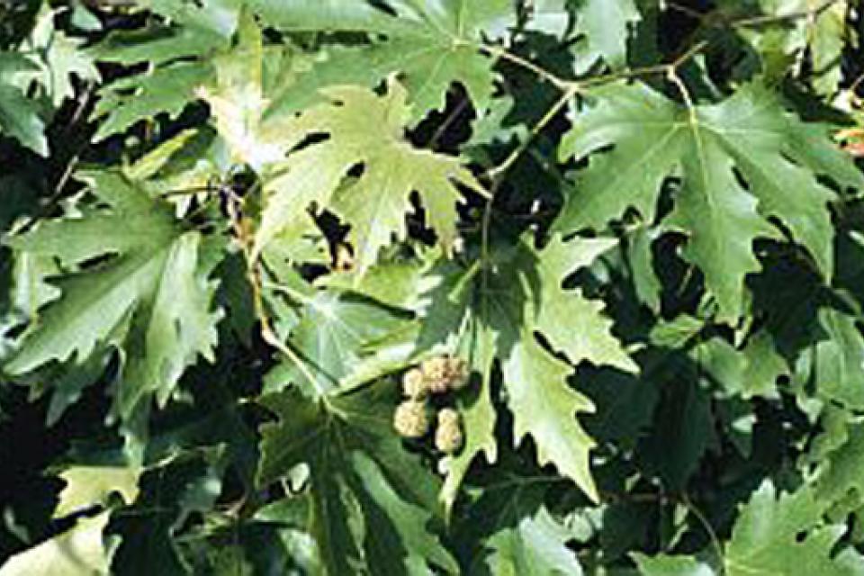 Platanus orientalis 'Minaret'