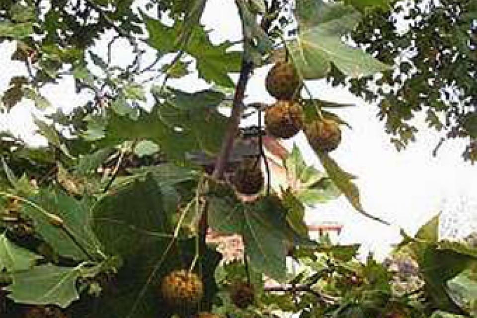 Platanus x acerifolia 'Alphen's Globe'