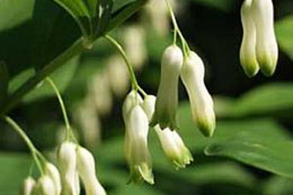 Polygonatum commutatum