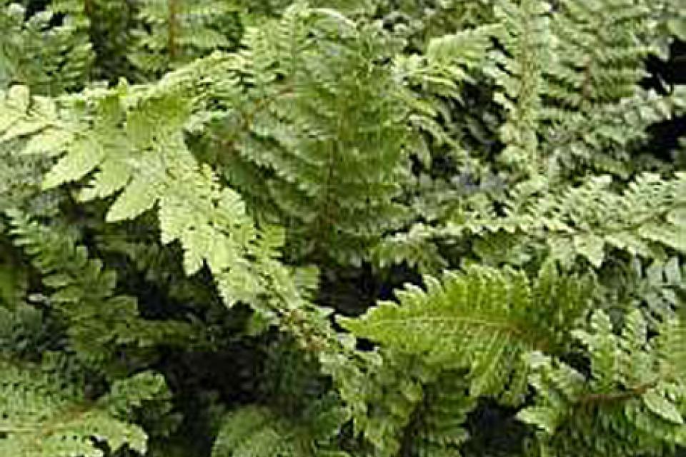 Polystichum polyblepharum