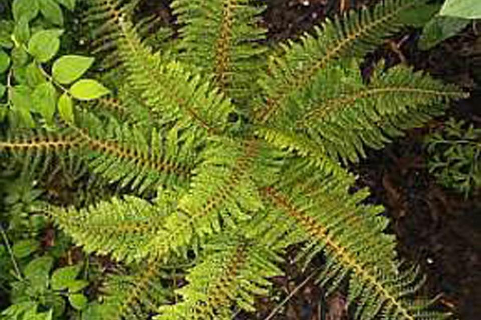 Polystichum setiferum