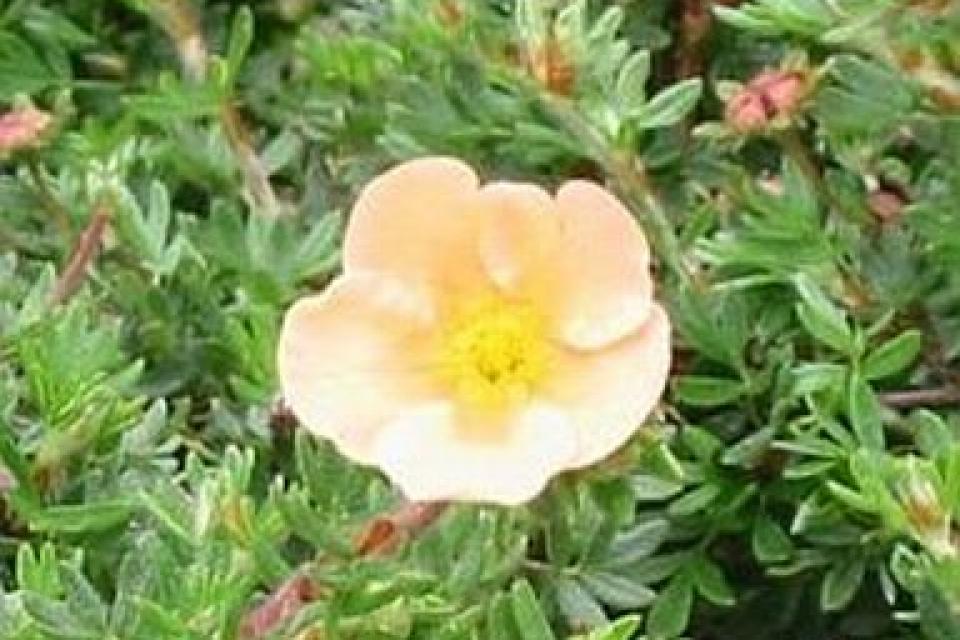 Potentilla fruticosa 'Goldfinger'