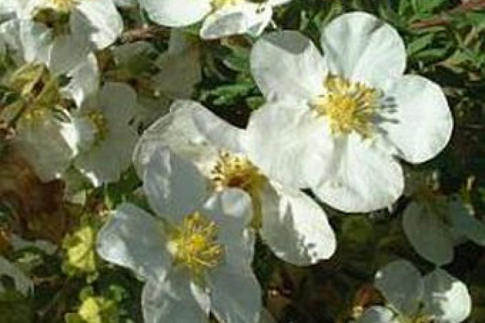 Potentilla fruticosa ‘Abbotswood’