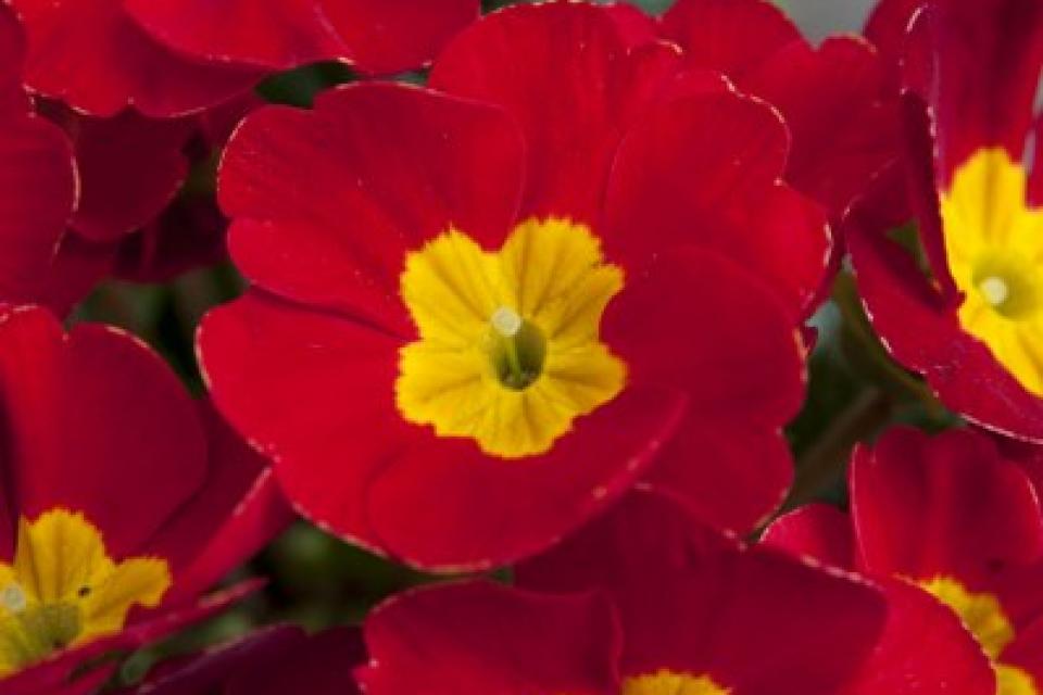 Primula (cultivars) - Sleutelbloem 