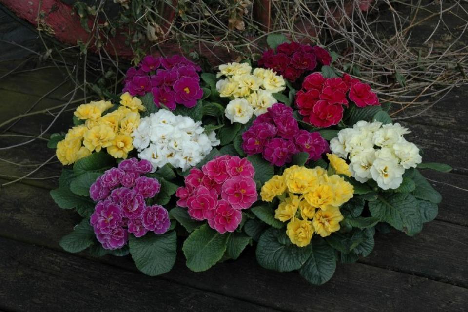 Primula (cultivars) - Sleutelbloem 