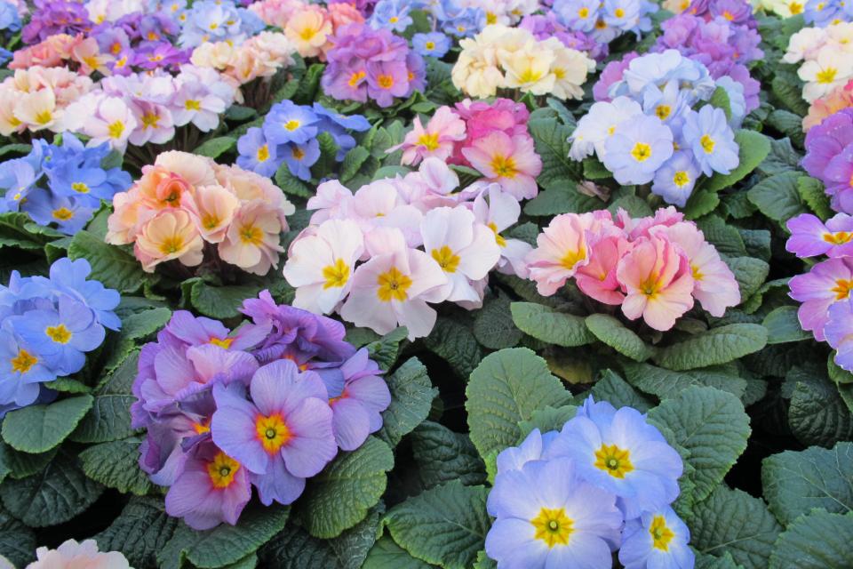 Primula (cultivars) - Sleutelbloem 