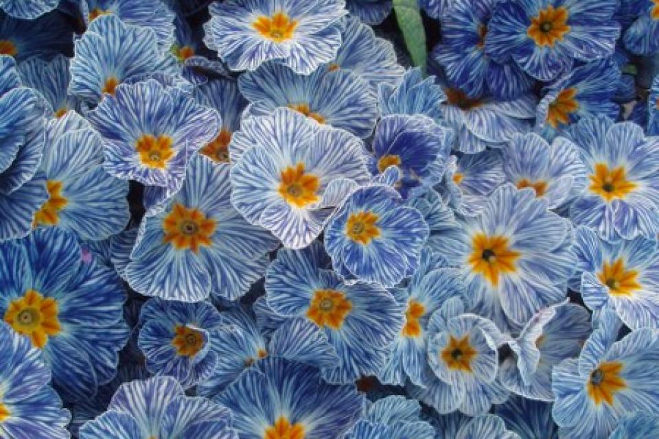 Primula acaulis 'Zebra Blue' F1 
