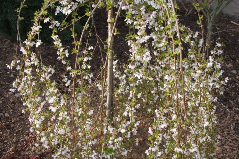 Prunus incisa ‘Frilly Frock’ - Bontbladige Japanse Treurkerselaar 