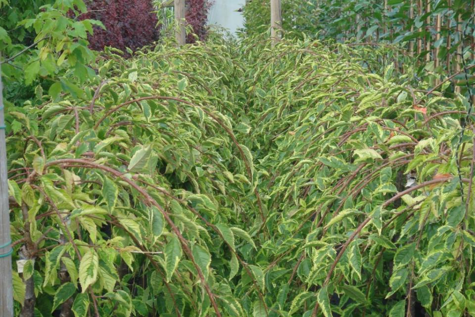Prunus incisa ‘Frilly Frock’ - Bontbladige Japanse Treurkerselaar