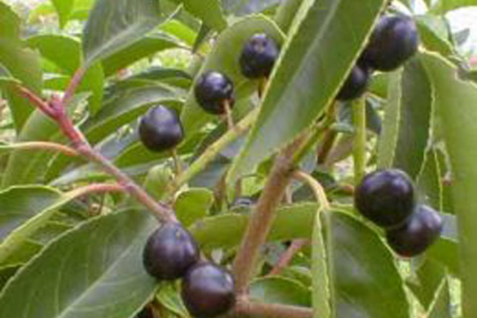 Prunus lusitanica