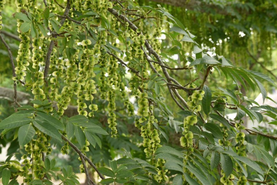 Pterocarya fraxinifolia