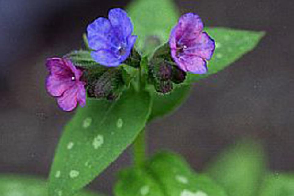 Pulmonaria