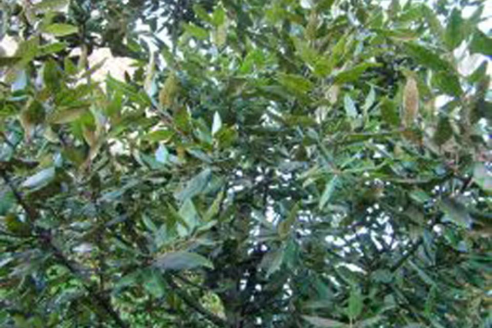 Quercus ilex