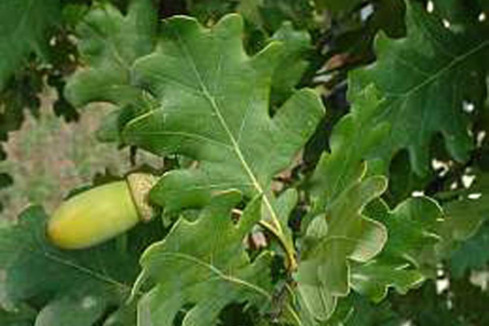 Quercus robur 'Fastigiata Koster'