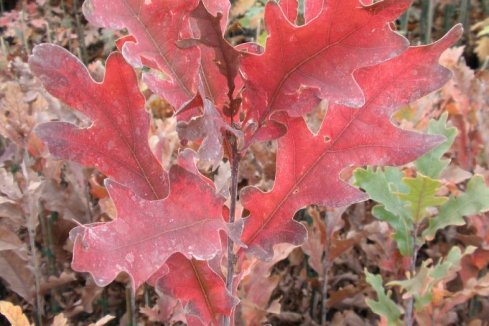 Quercus x bimundorum ‘Crimschmidt’ 