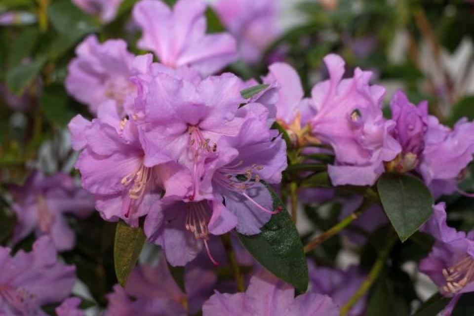 Rhododendron 'Praecox'