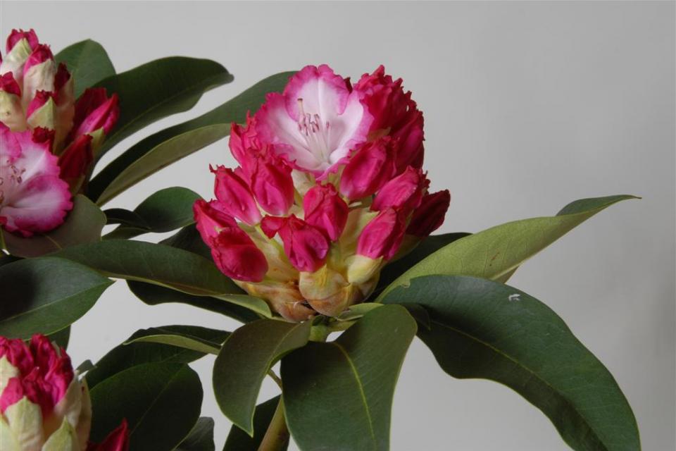 Rhododendron 'XXL' - Rododendron 'XXL' 