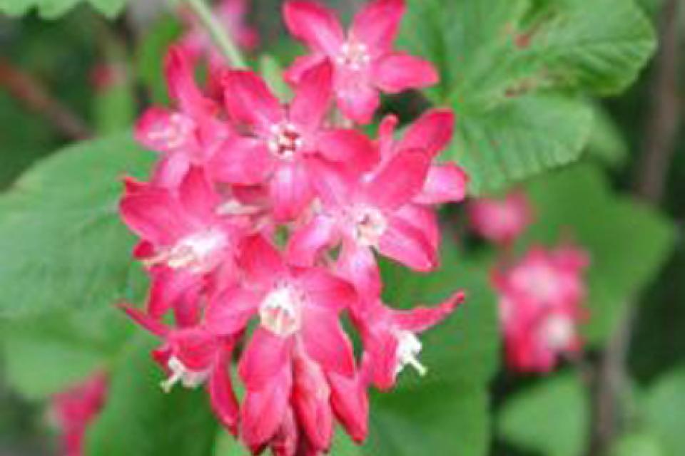 Ribes sanguineum 'Atrorubens Select'