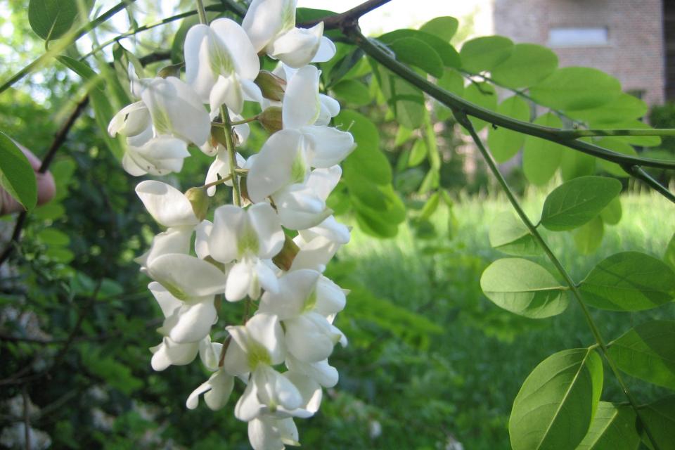 Robinia pseudoacacia