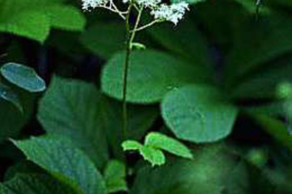 Rodgersia