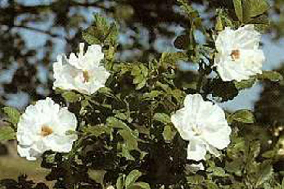 Rosa 'Blanc Double de Coubert'