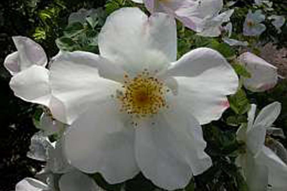 Rosa 'Nevada'